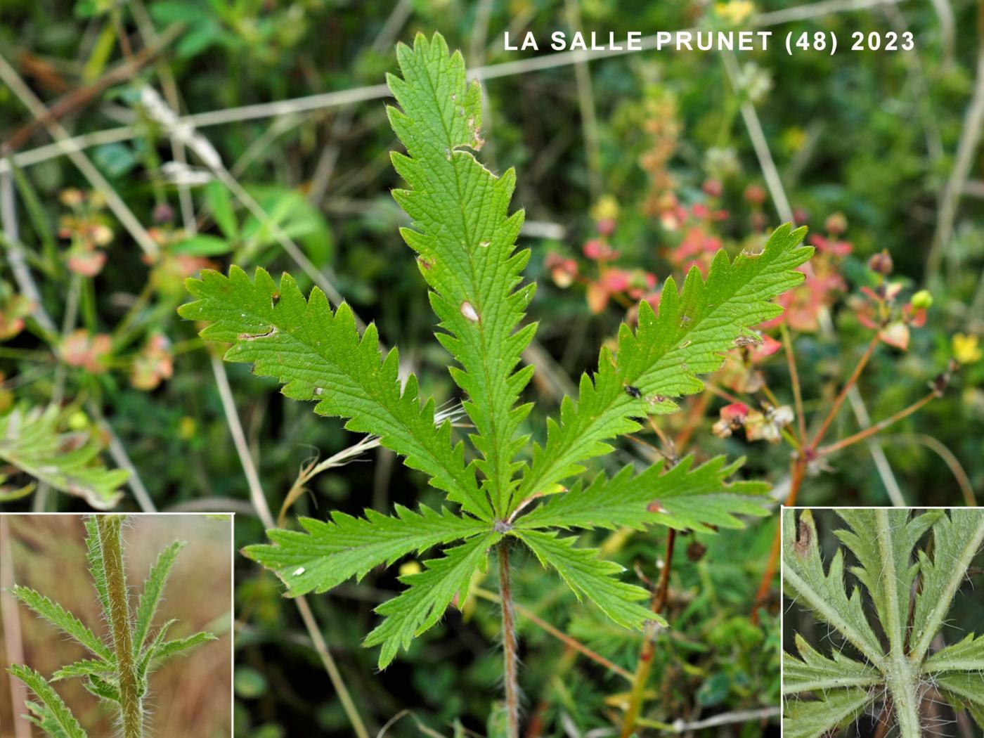 Potentilla, Sulphur leaf